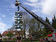 Der wohl höchste neue Maibaum Münchens bekam am 1.5.2008 neue Figuren (Foto:  Burschenverein Obermenzing)